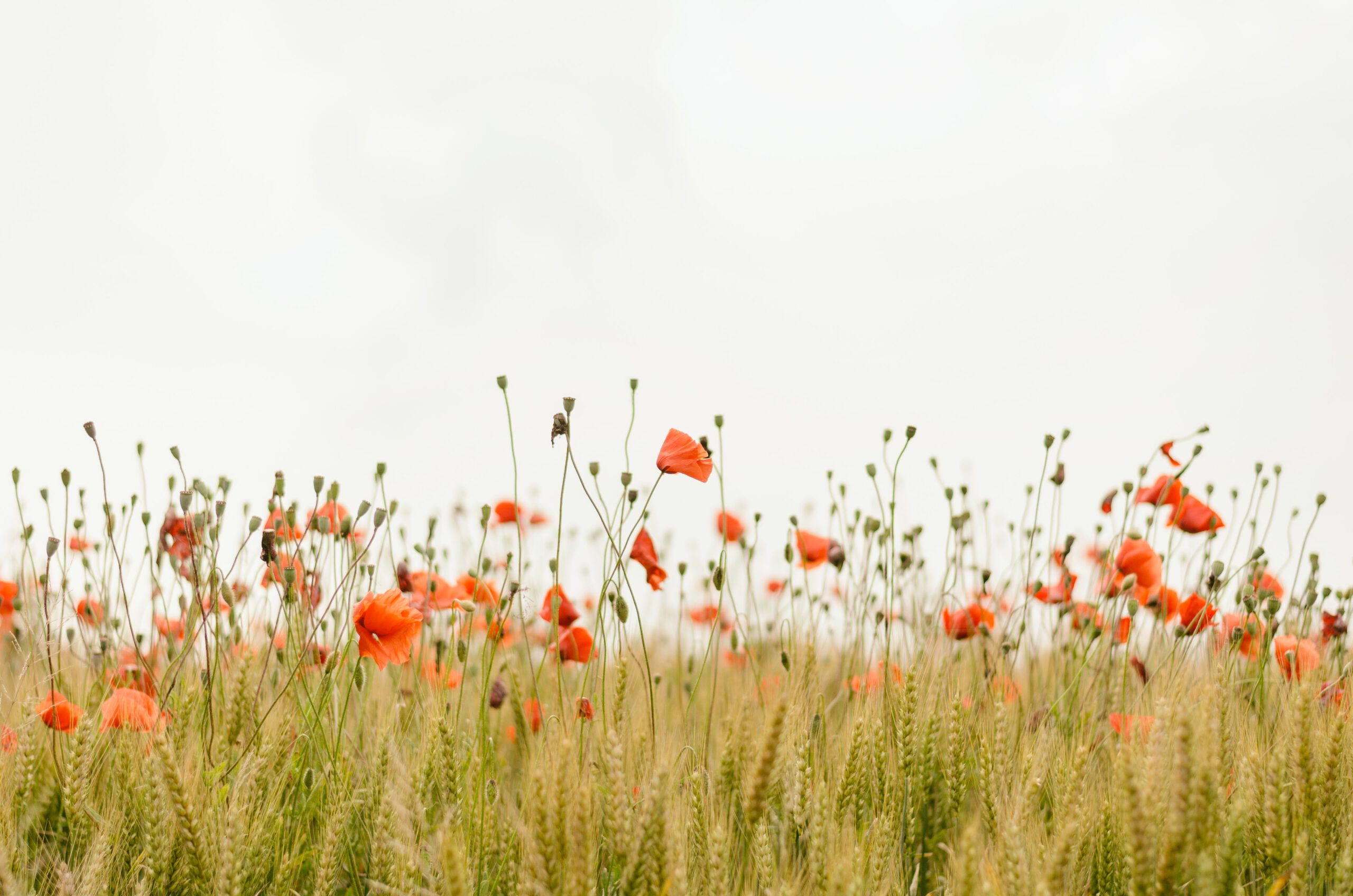 Natur-Workshop